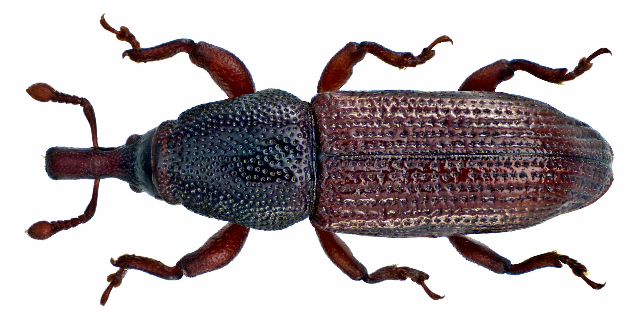 Pentarthrum