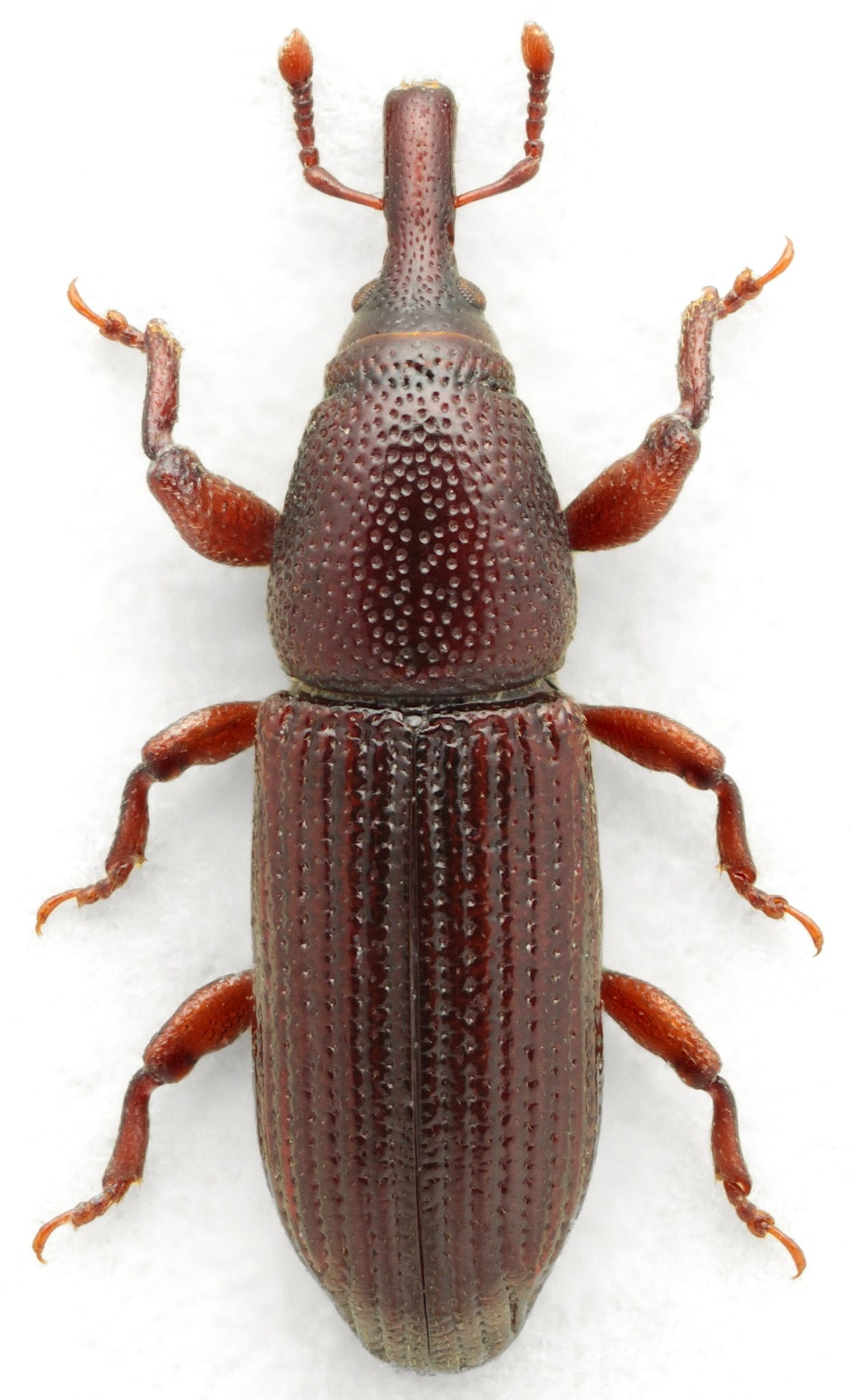 Pentarthrum
