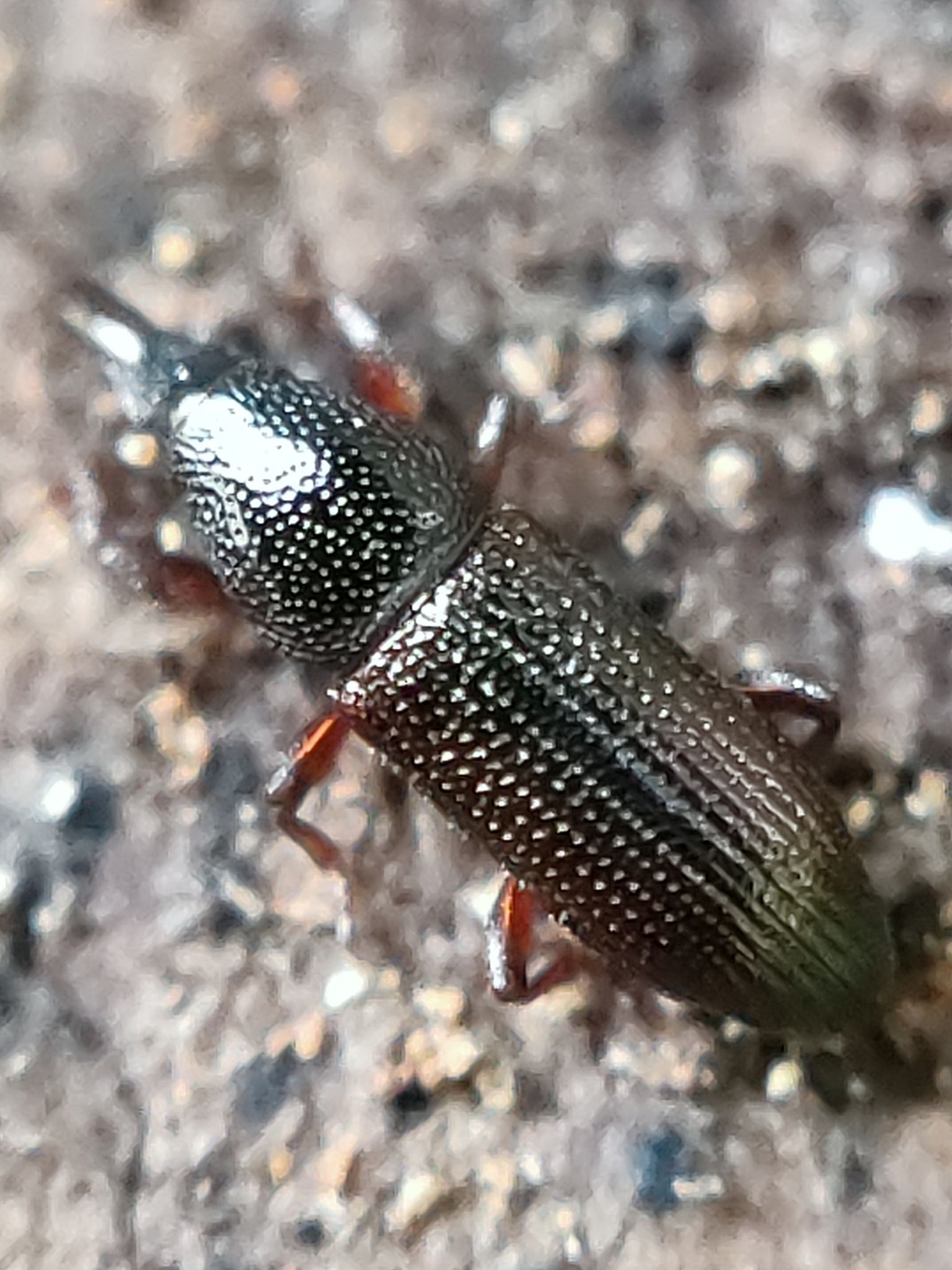 Pentarthrum
