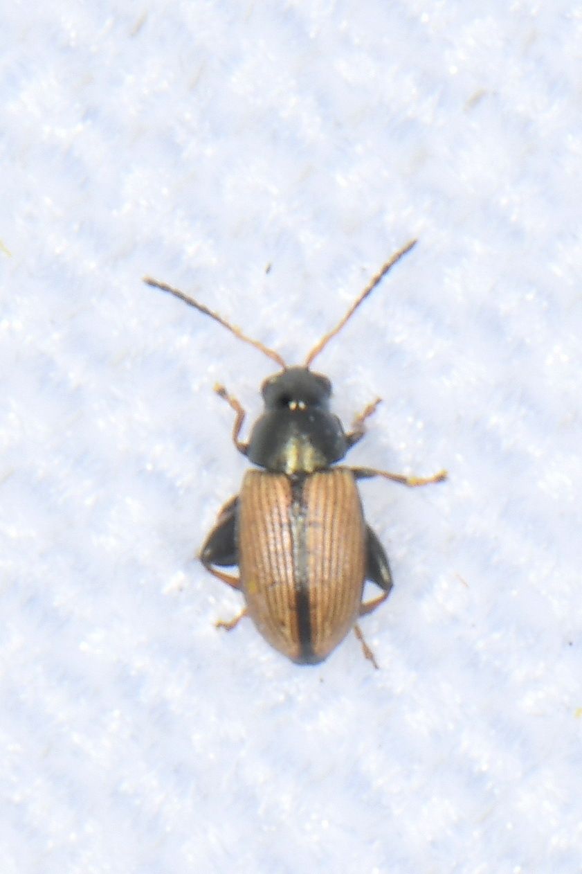 Chaetocnema depressa