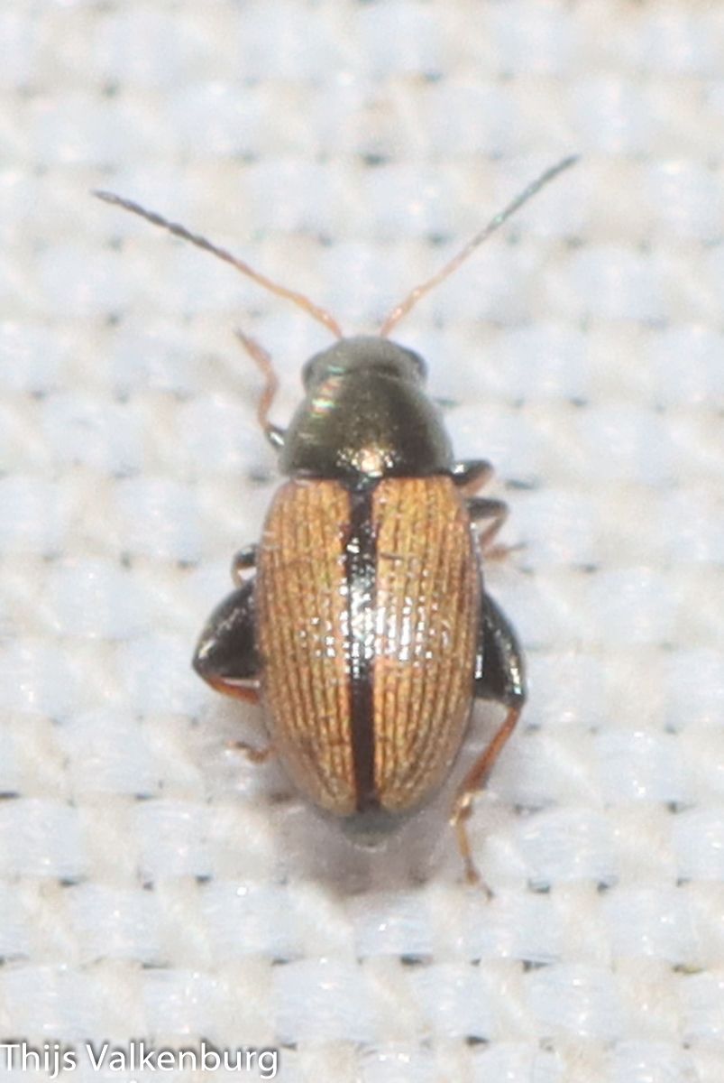 Chaetocnema depressa