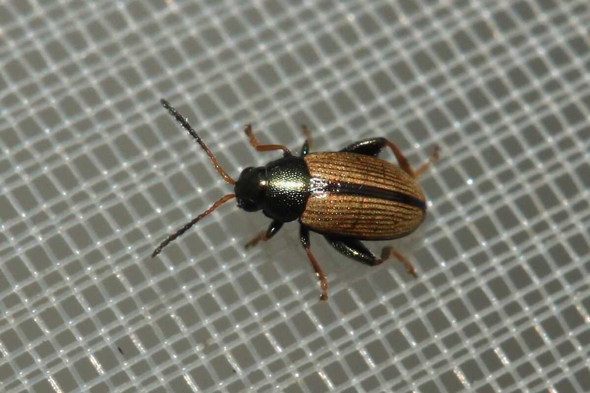 Chaetocnema depressa