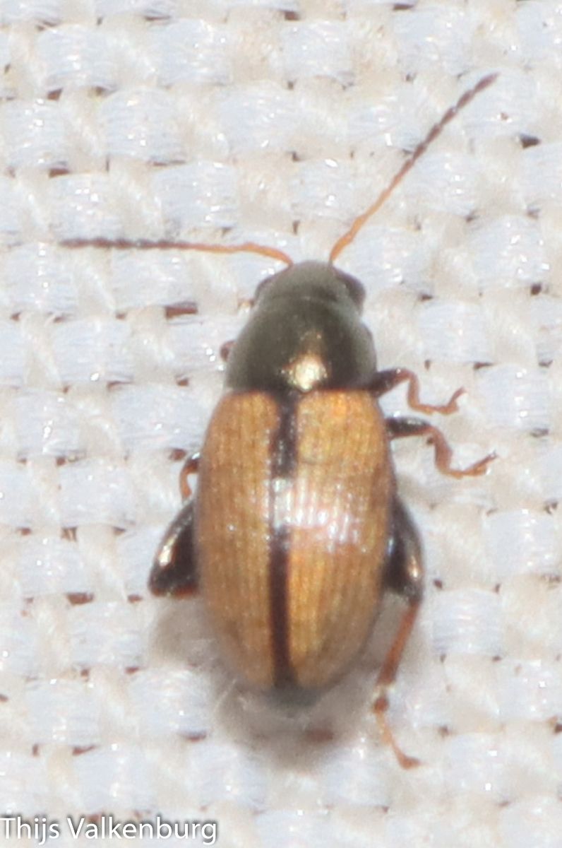 Chaetocnema depressa
