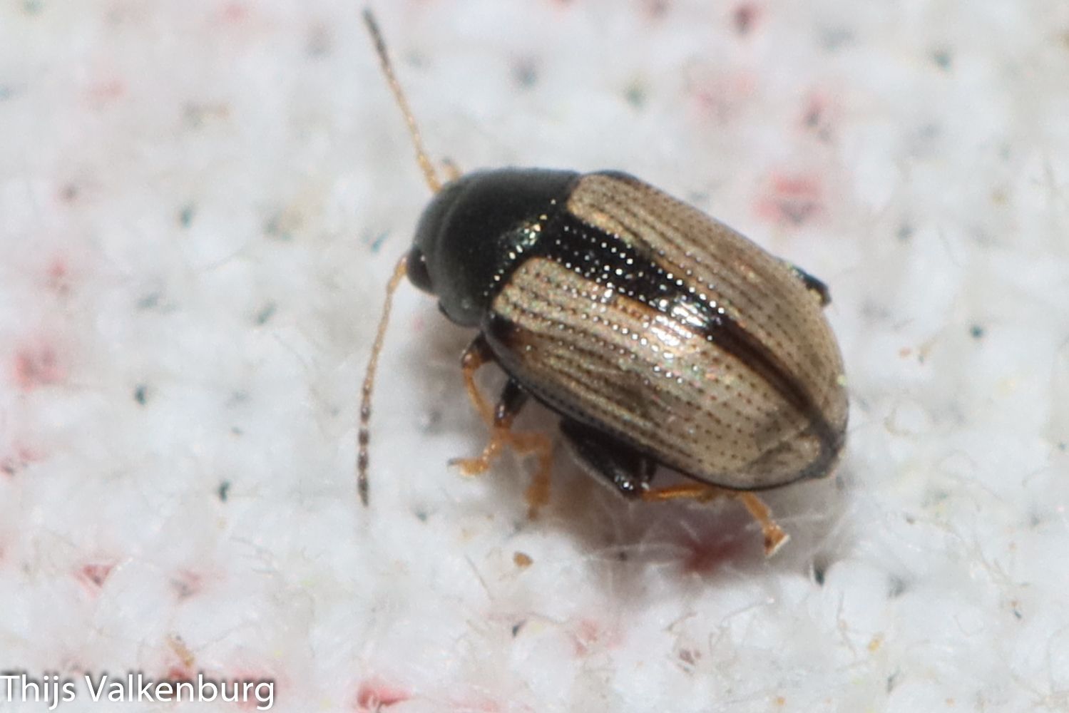 Chaetocnema conducta