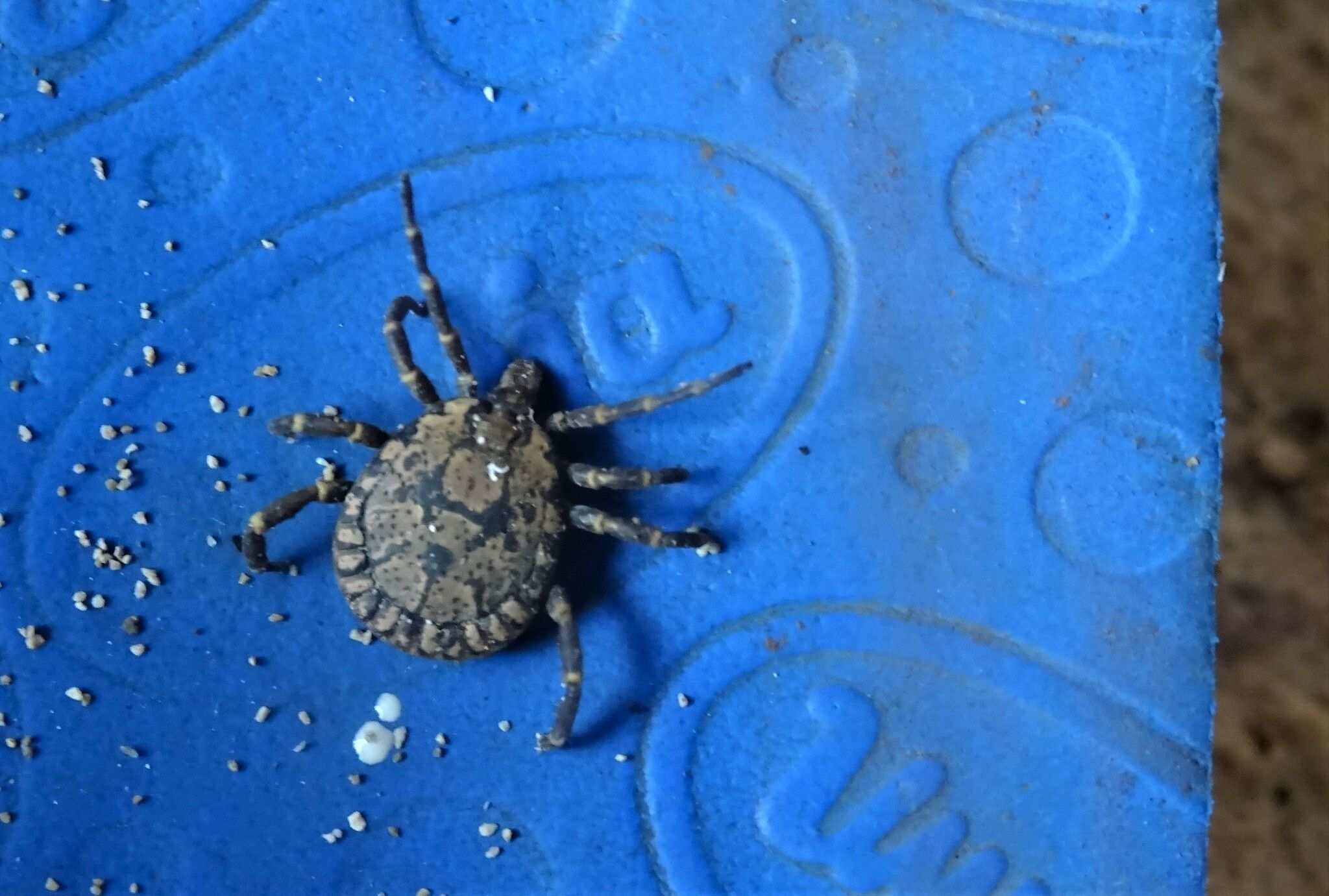 Amblyomma sparsum