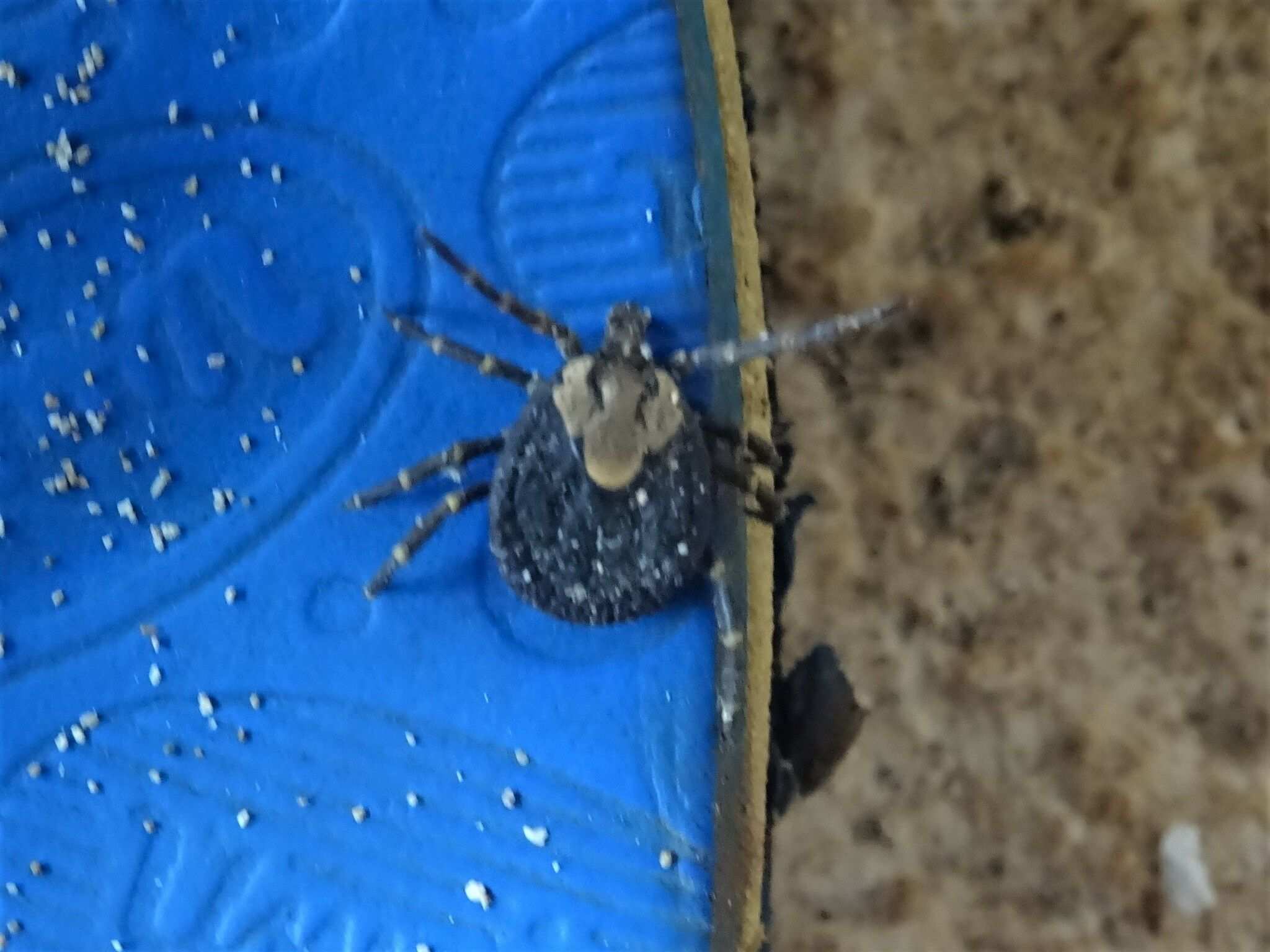 Amblyomma sparsum