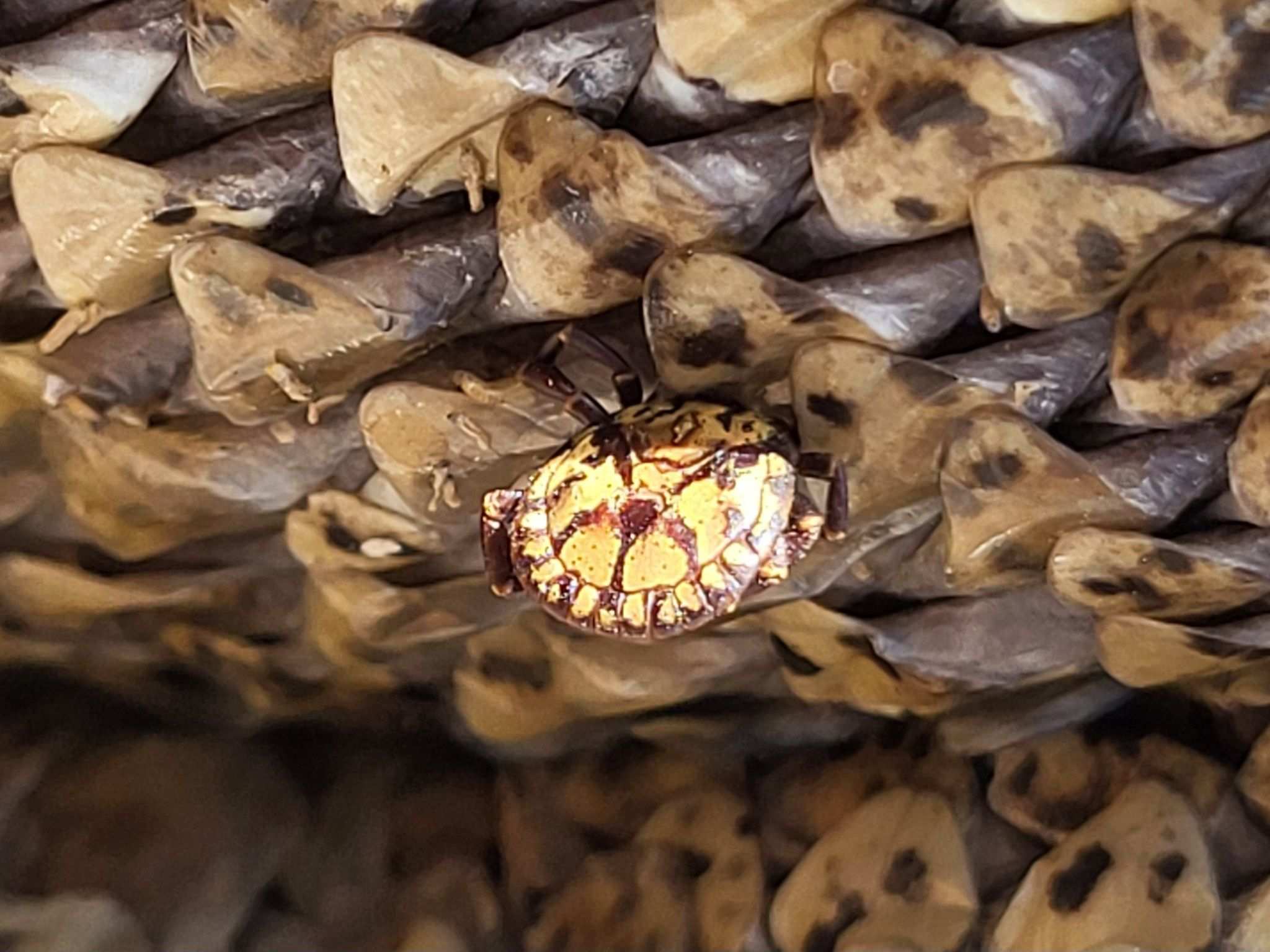 Amblyomma sparsum