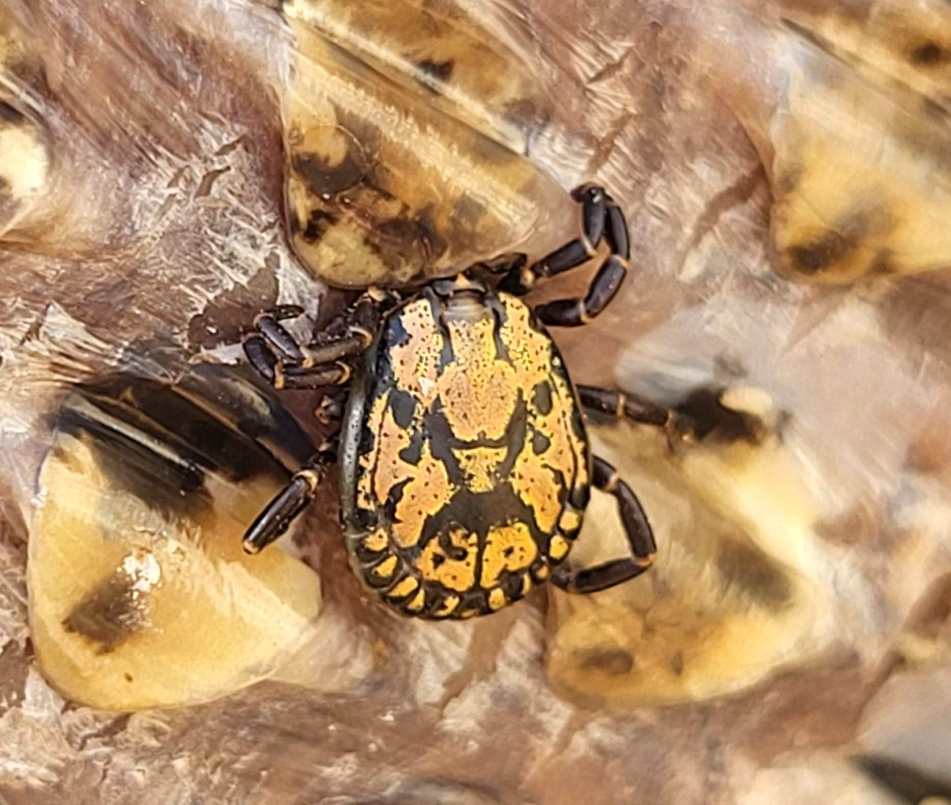 Amblyomma sparsum