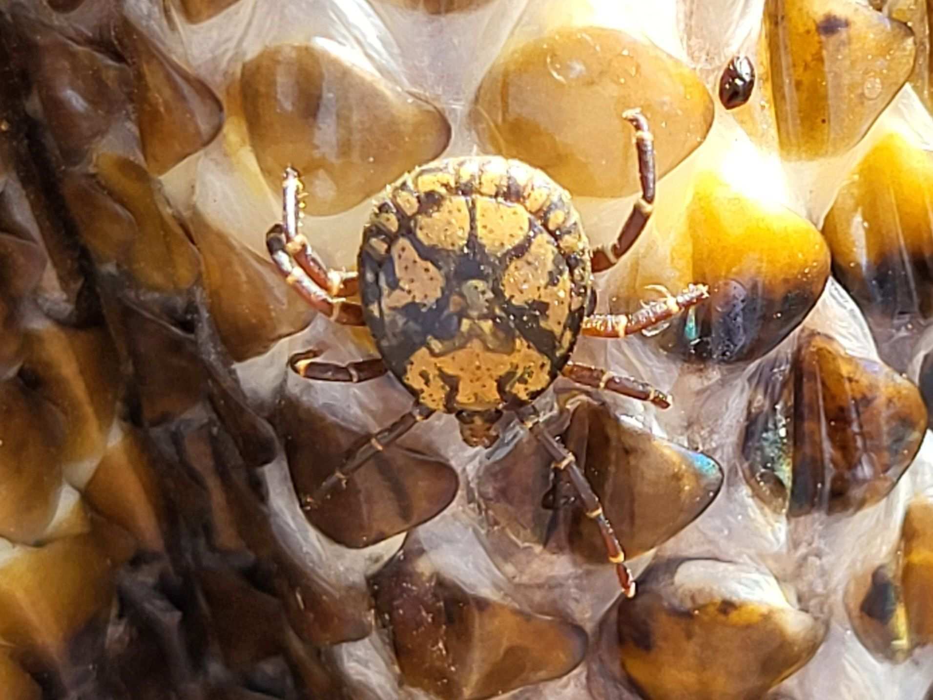 Amblyomma sparsum