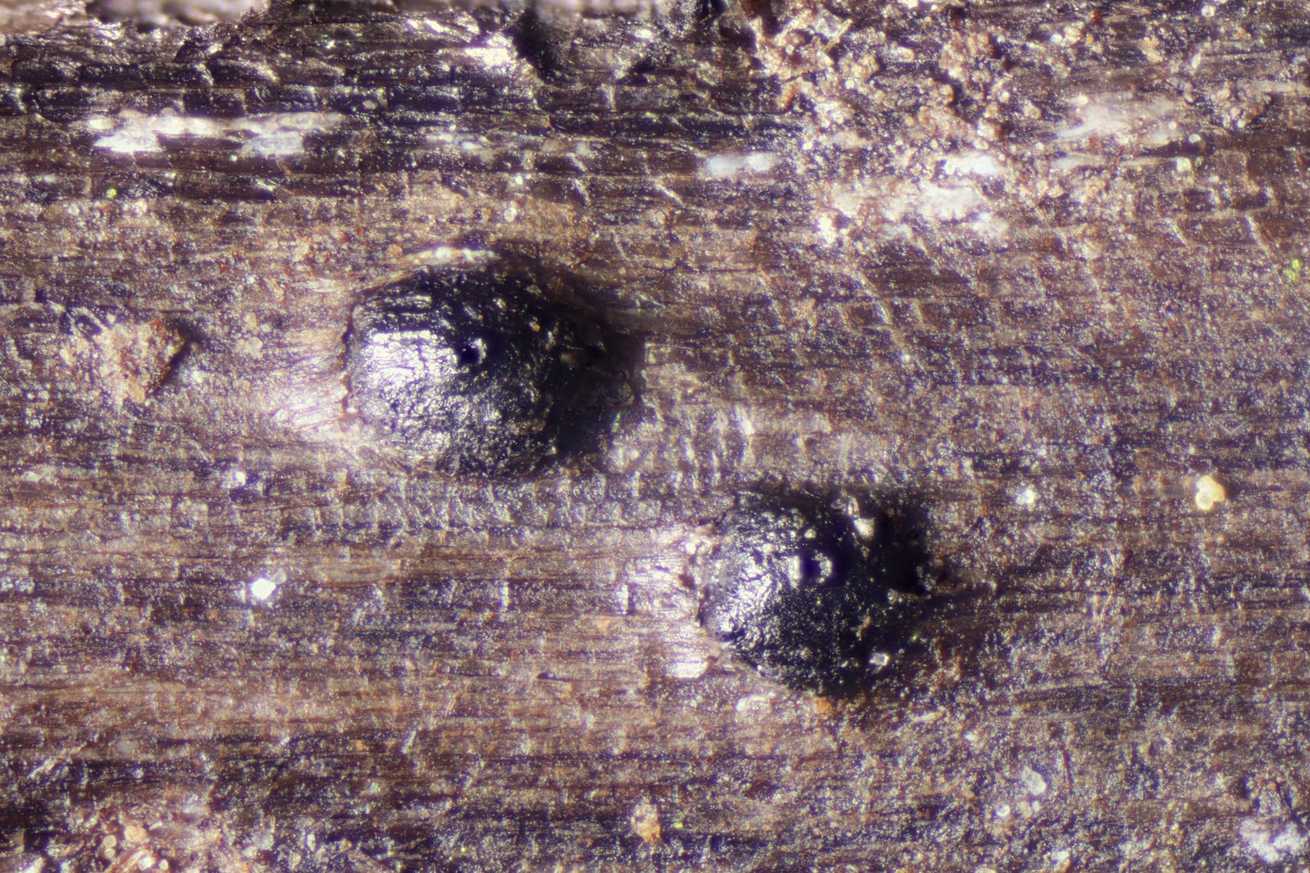 Plenodomus lingam