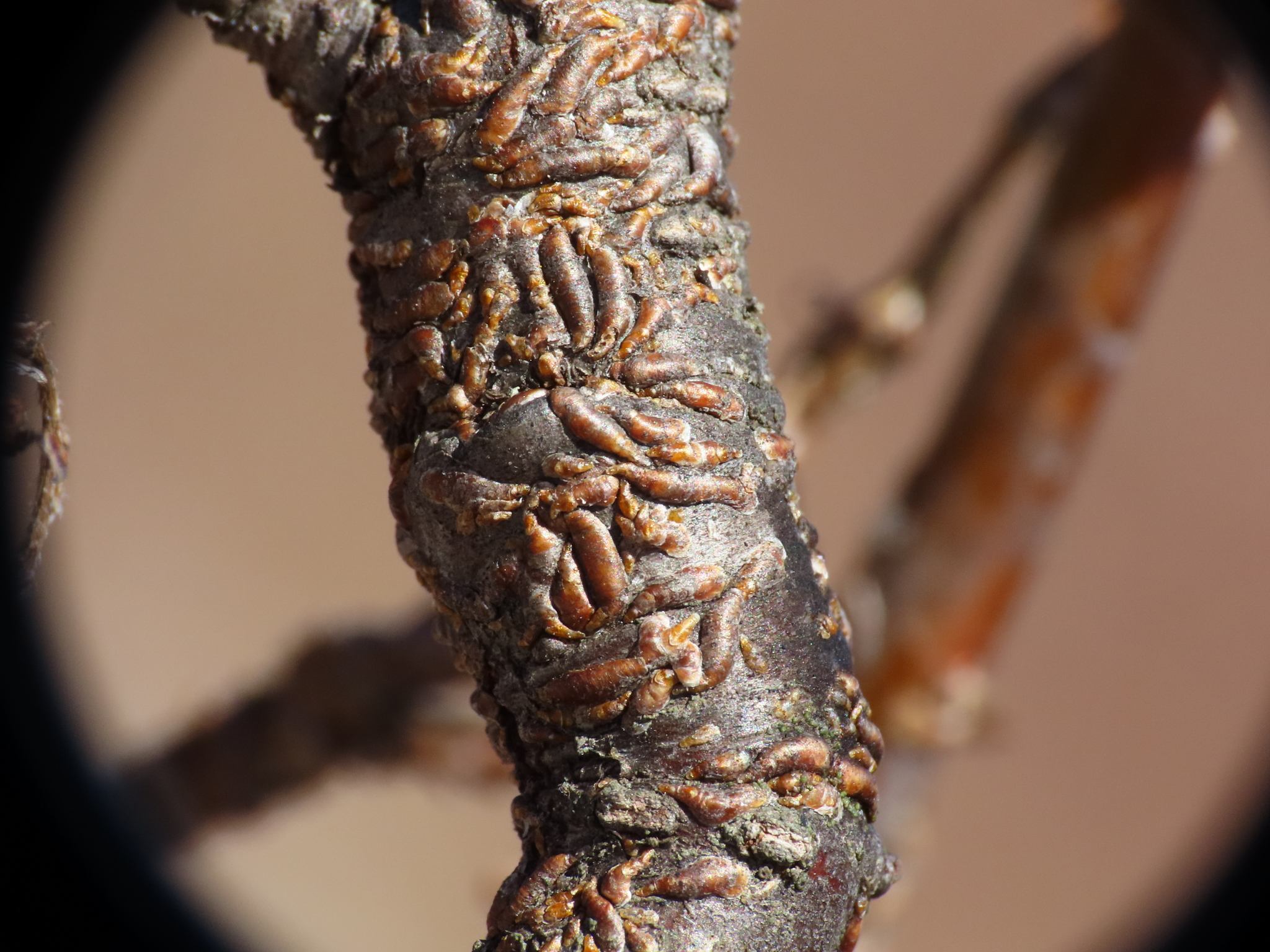 Lepidosaphes ulmi