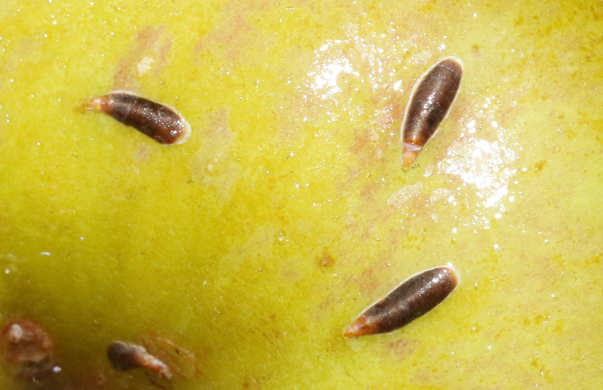 Lepidosaphes ulmi