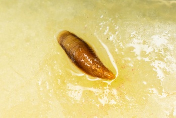 Lepidosaphes ulmi