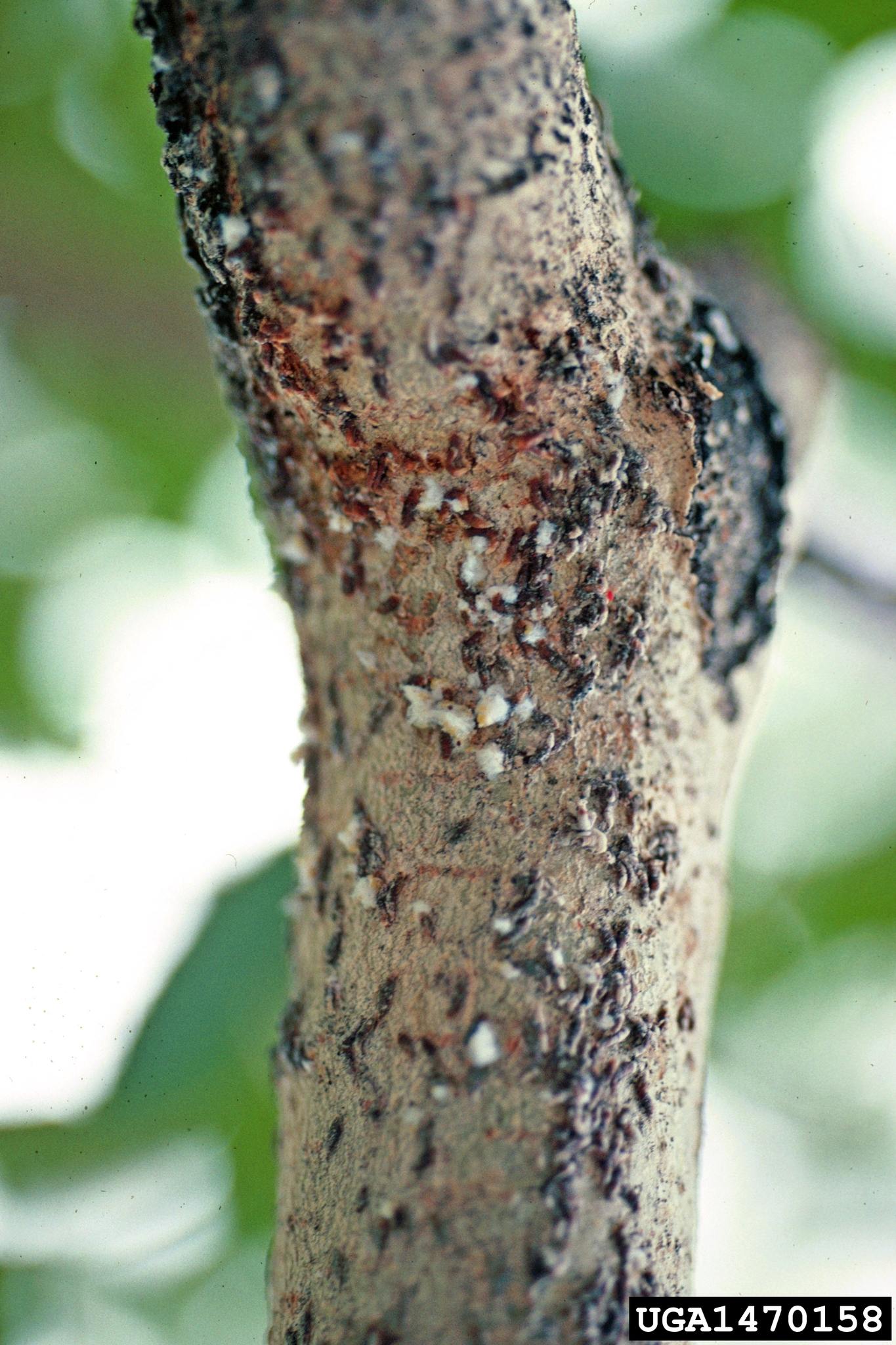 Lepidosaphes ulmi