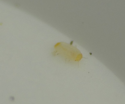 Lepidosaphes ulmi