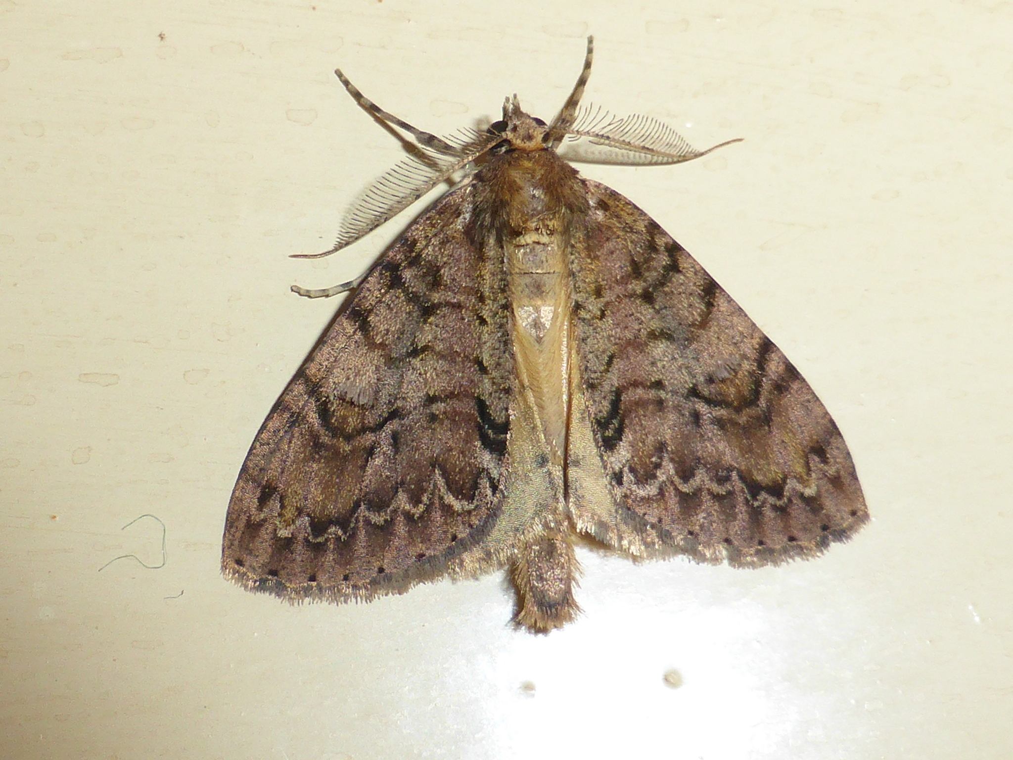 Pseudocoremia