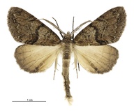 Pseudocoremia