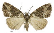 Pseudocoremia