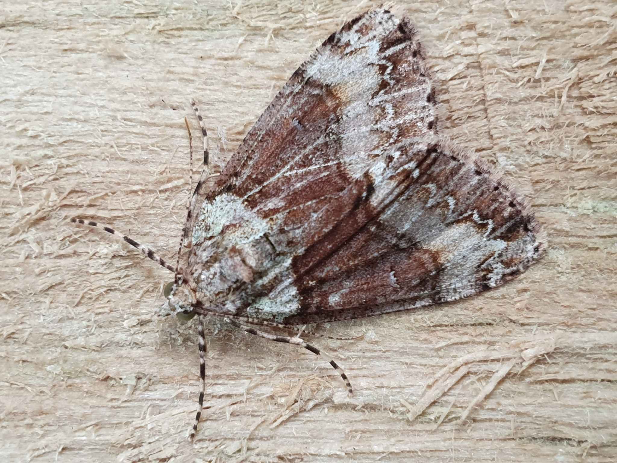 Pseudocoremia