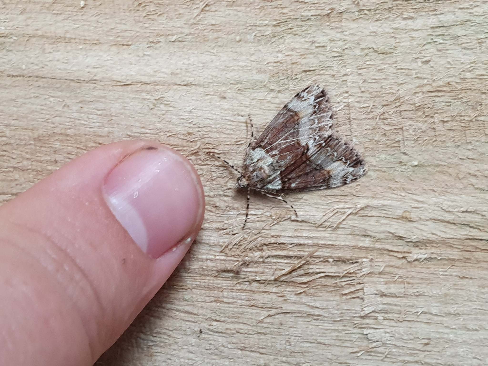 Pseudocoremia