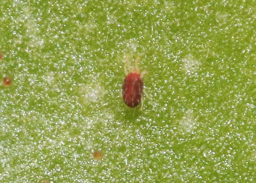 Tetranychus cinnabarinus
