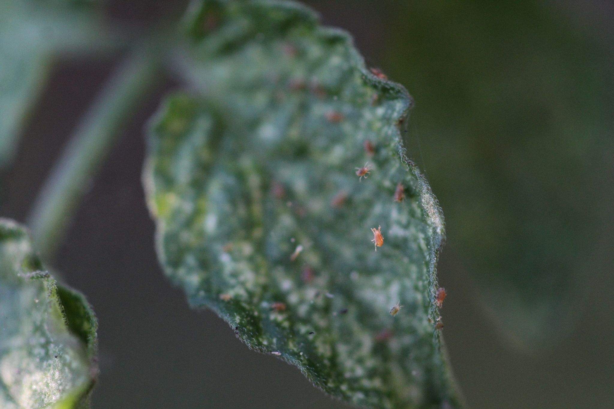 Tetranychus cinnabarinus
