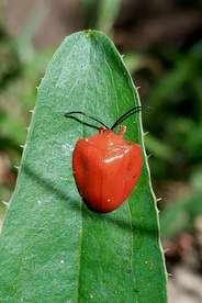 Calyptocephala