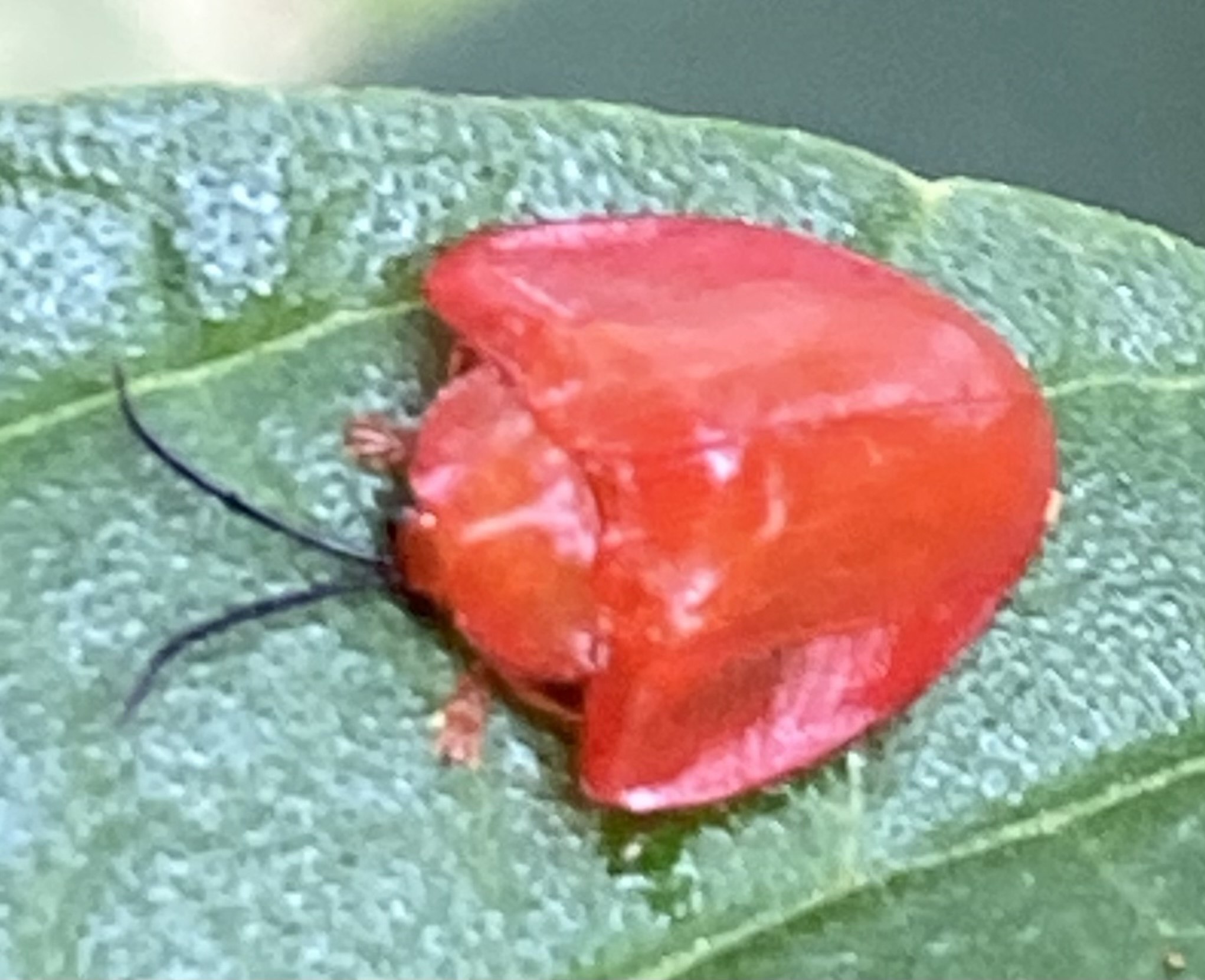 Calyptocephala
