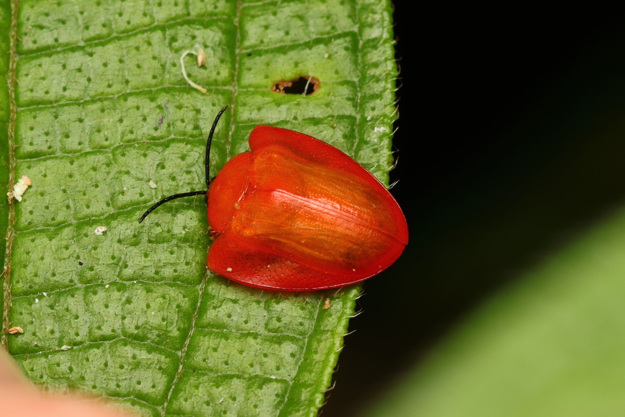 Calyptocephala