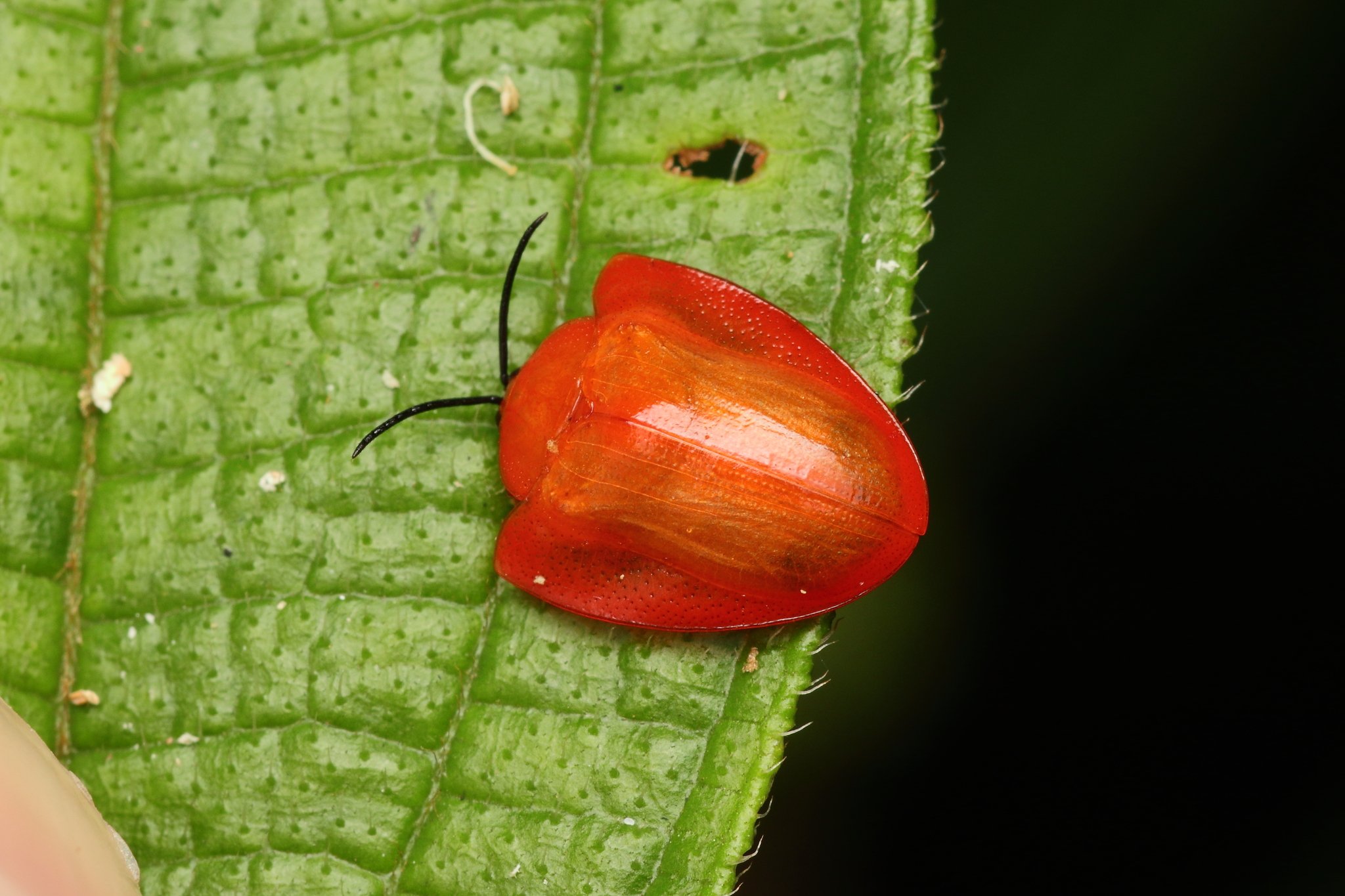 Calyptocephala