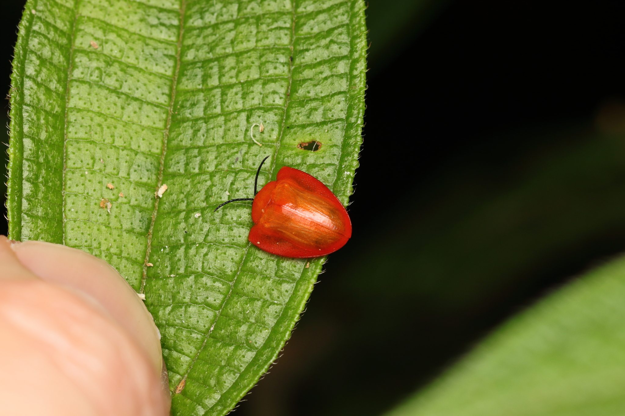 Calyptocephala