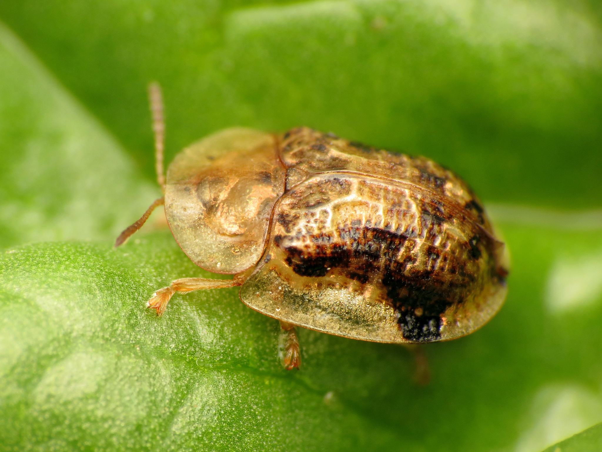 Cassida piperata