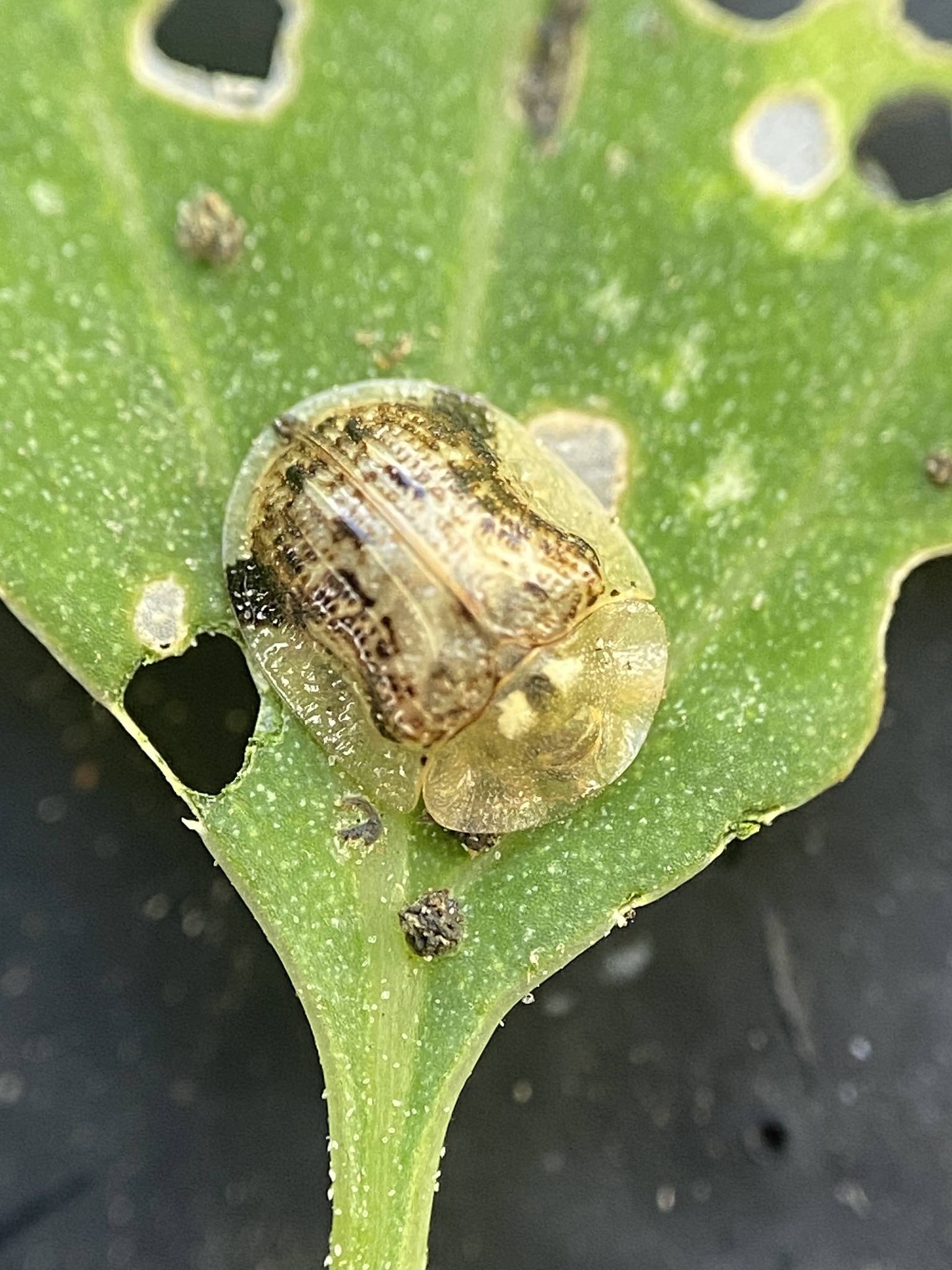 Cassida piperata