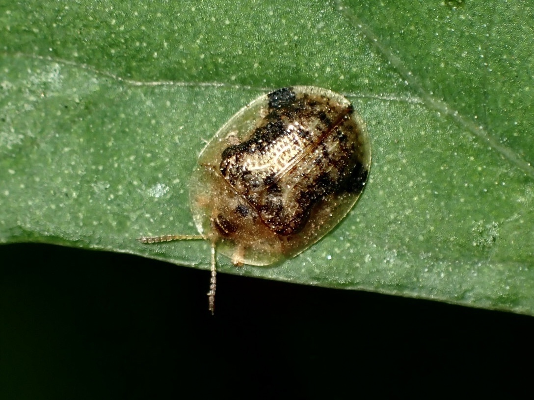 Cassida piperata