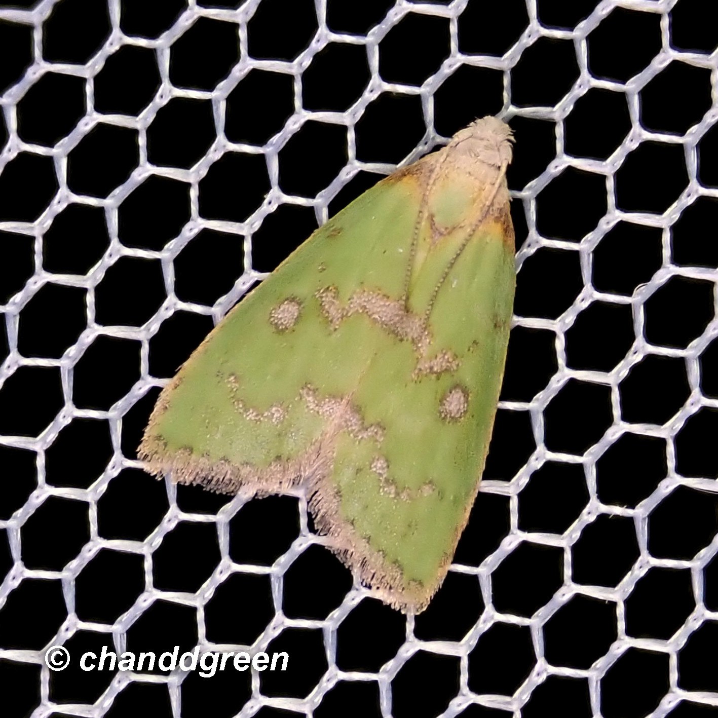 Doloessa viridis