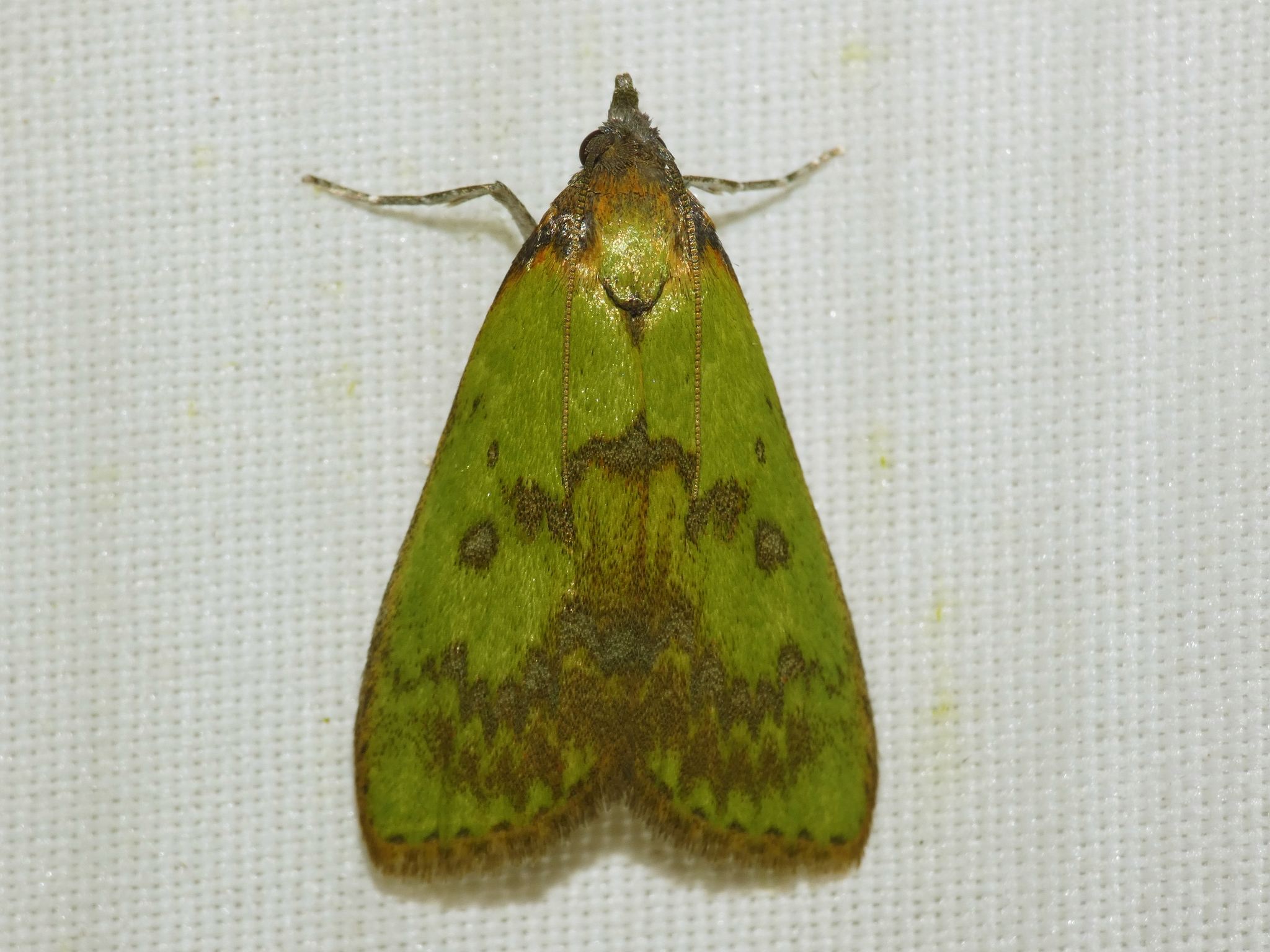 Doloessa viridis