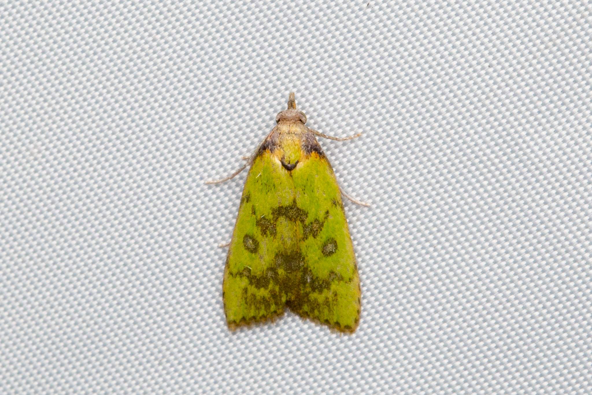 Doloessa viridis