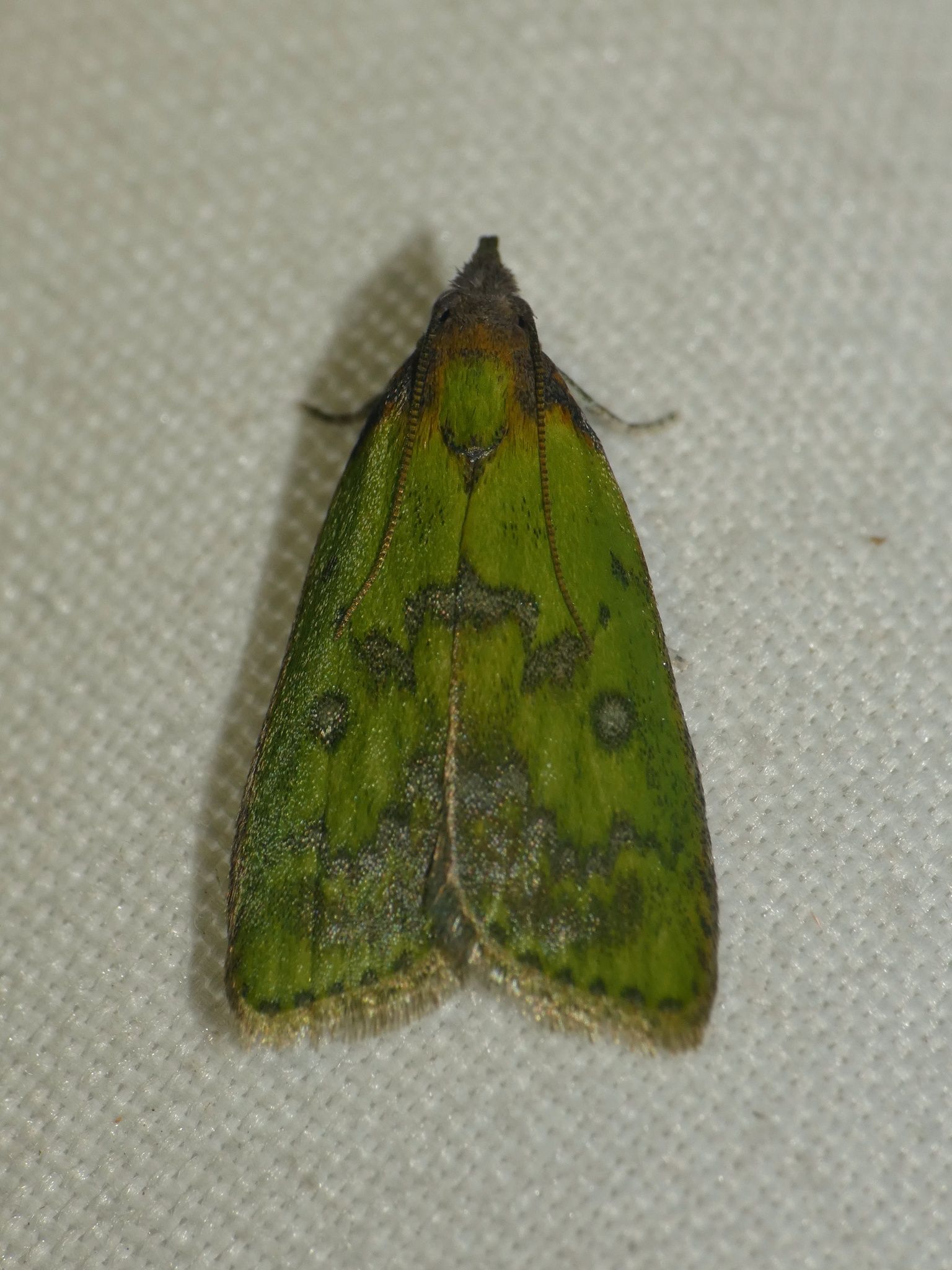 Doloessa viridis