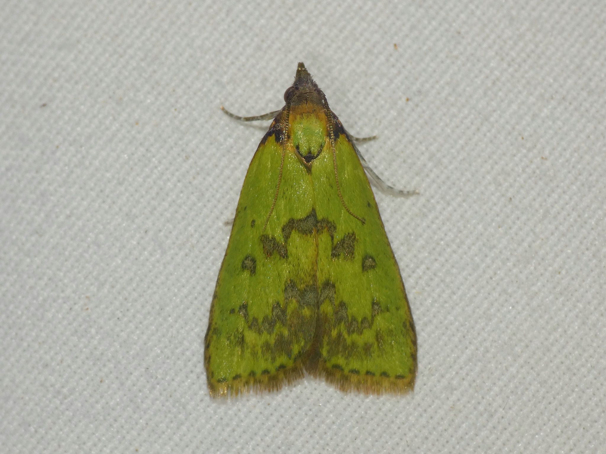 Doloessa viridis