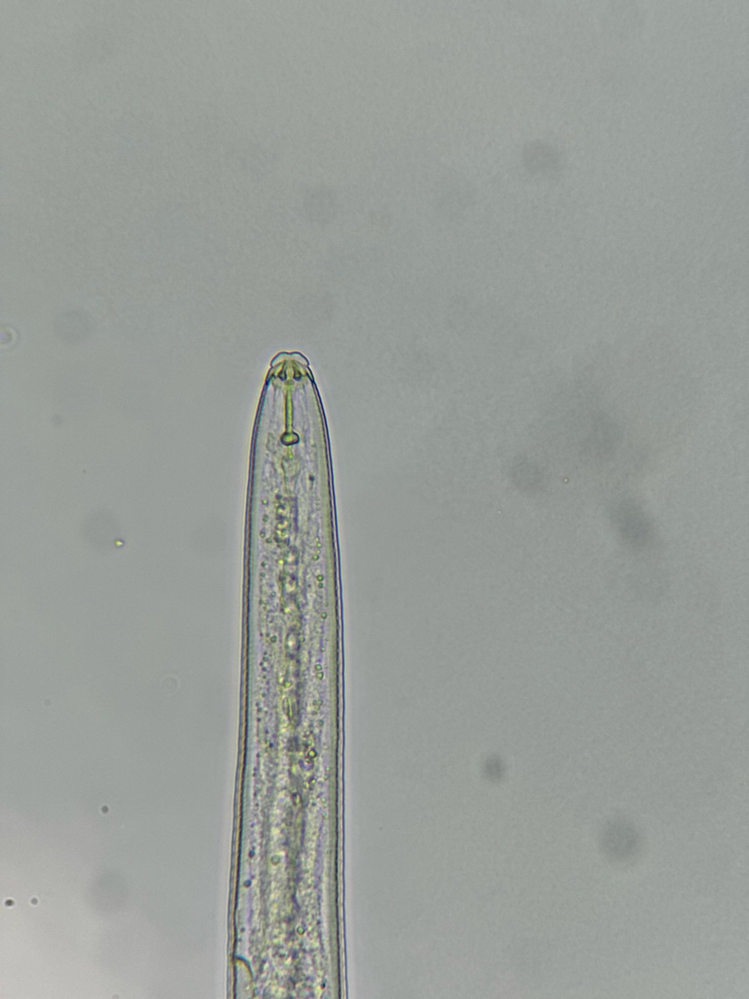 Meloidogyne incognita