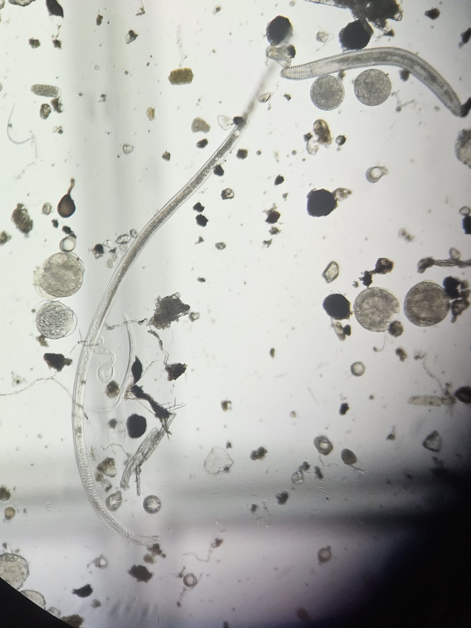 Meloidogyne incognita