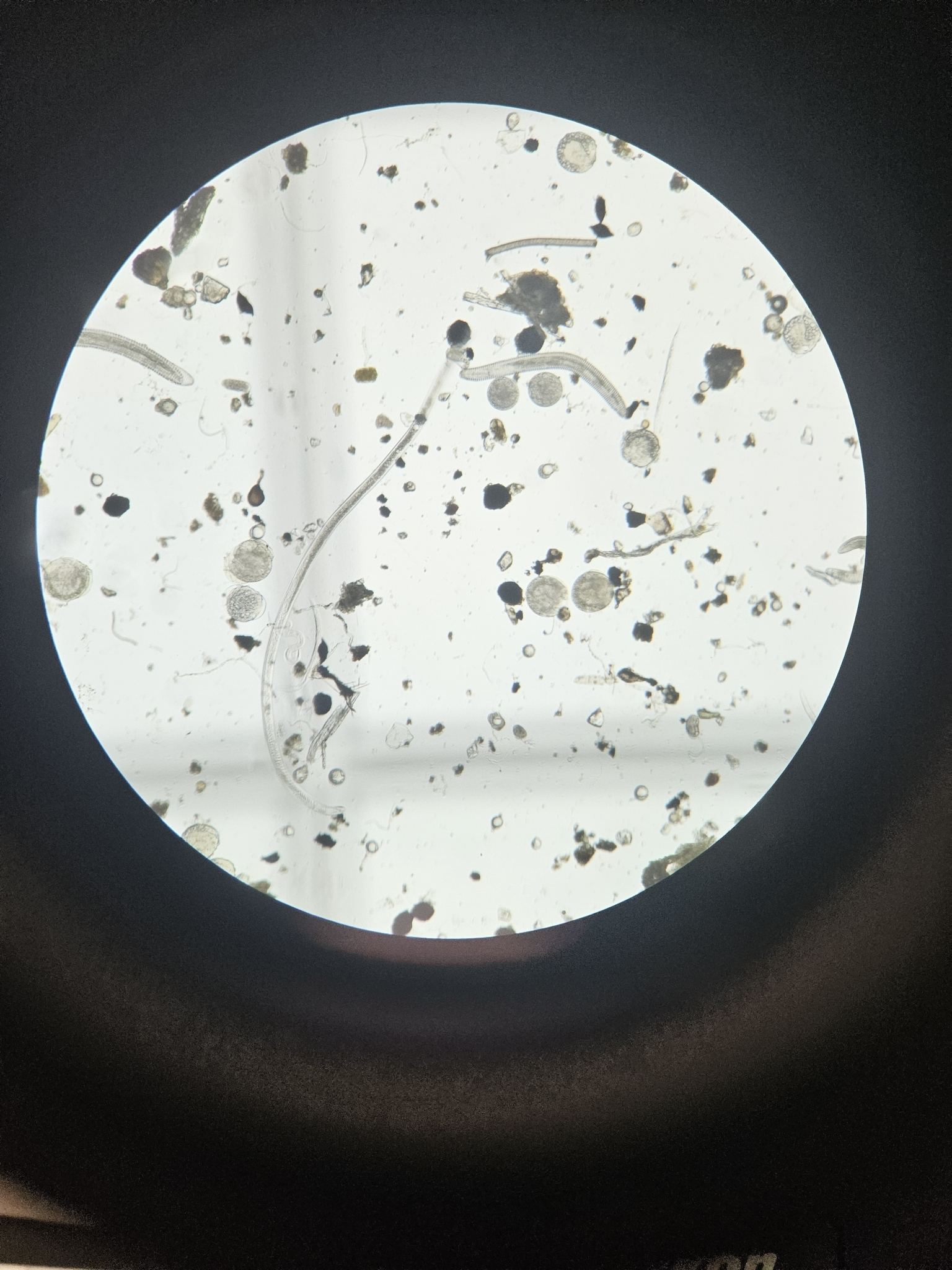 Meloidogyne incognita