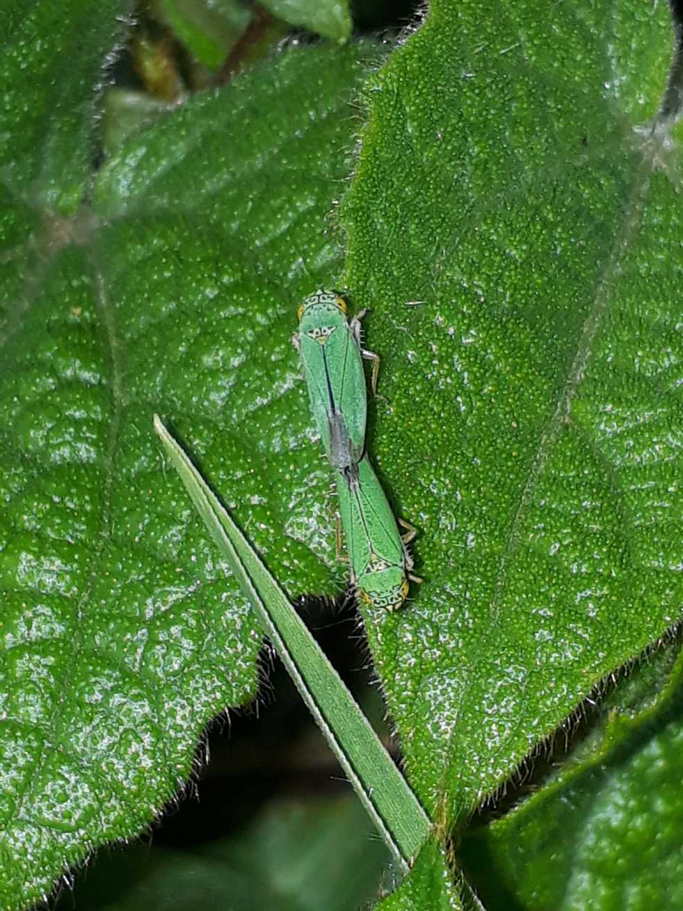Tortigonalia