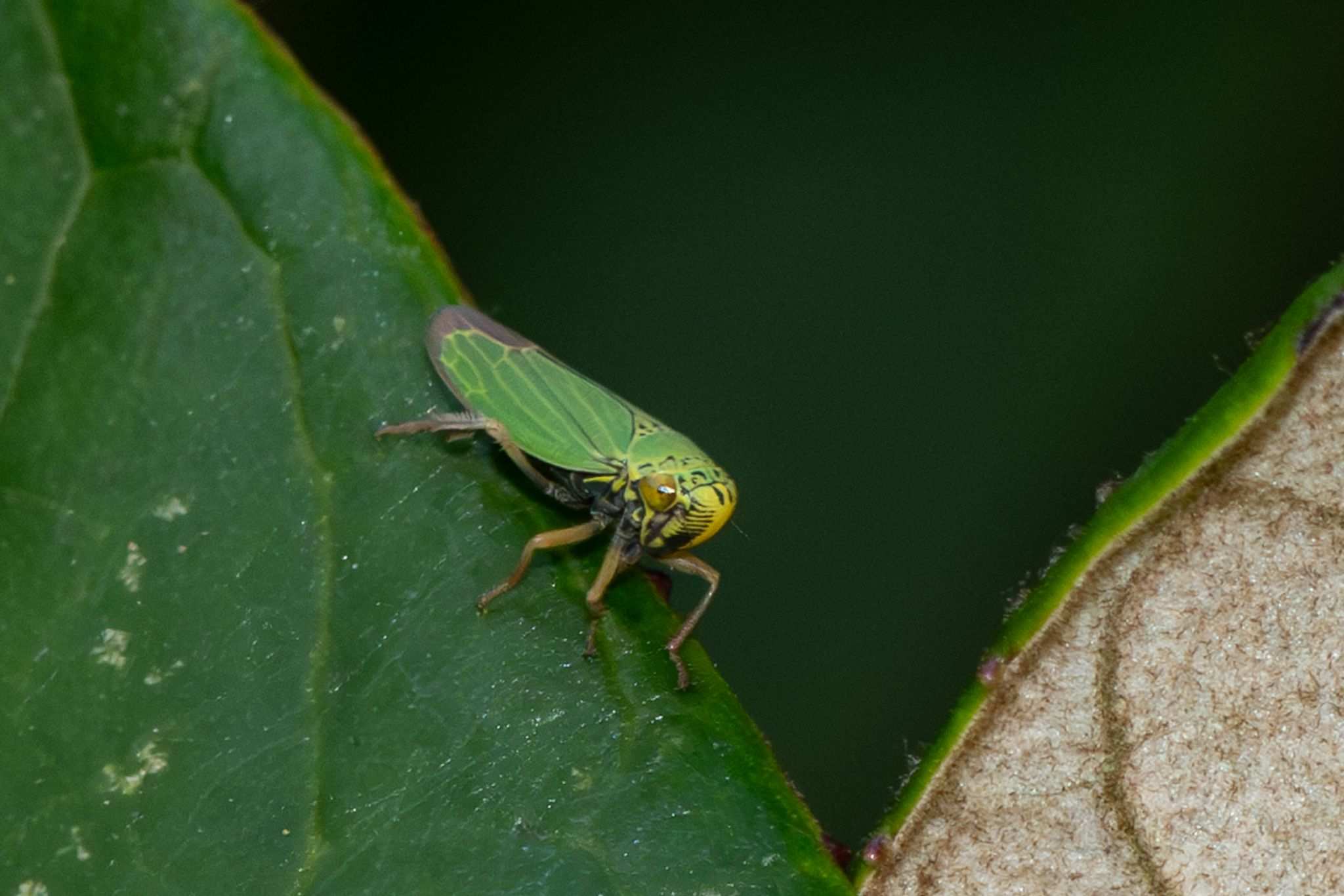Tortigonalia
