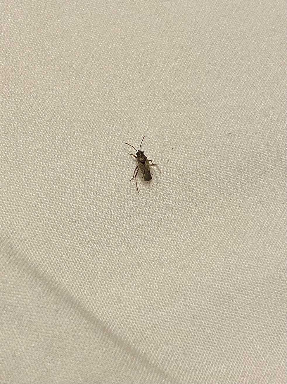 Nysius raphanus