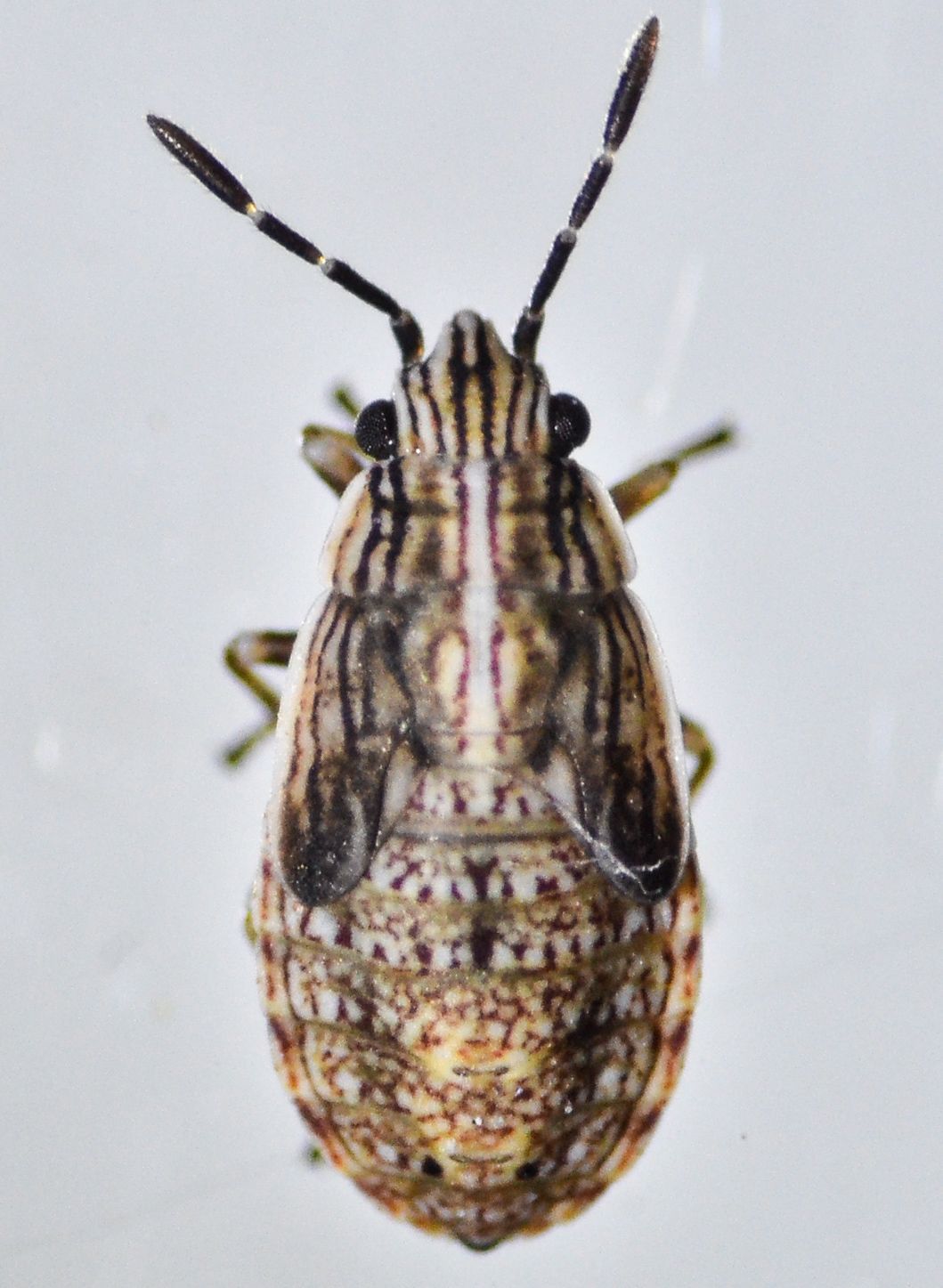 Nysius raphanus