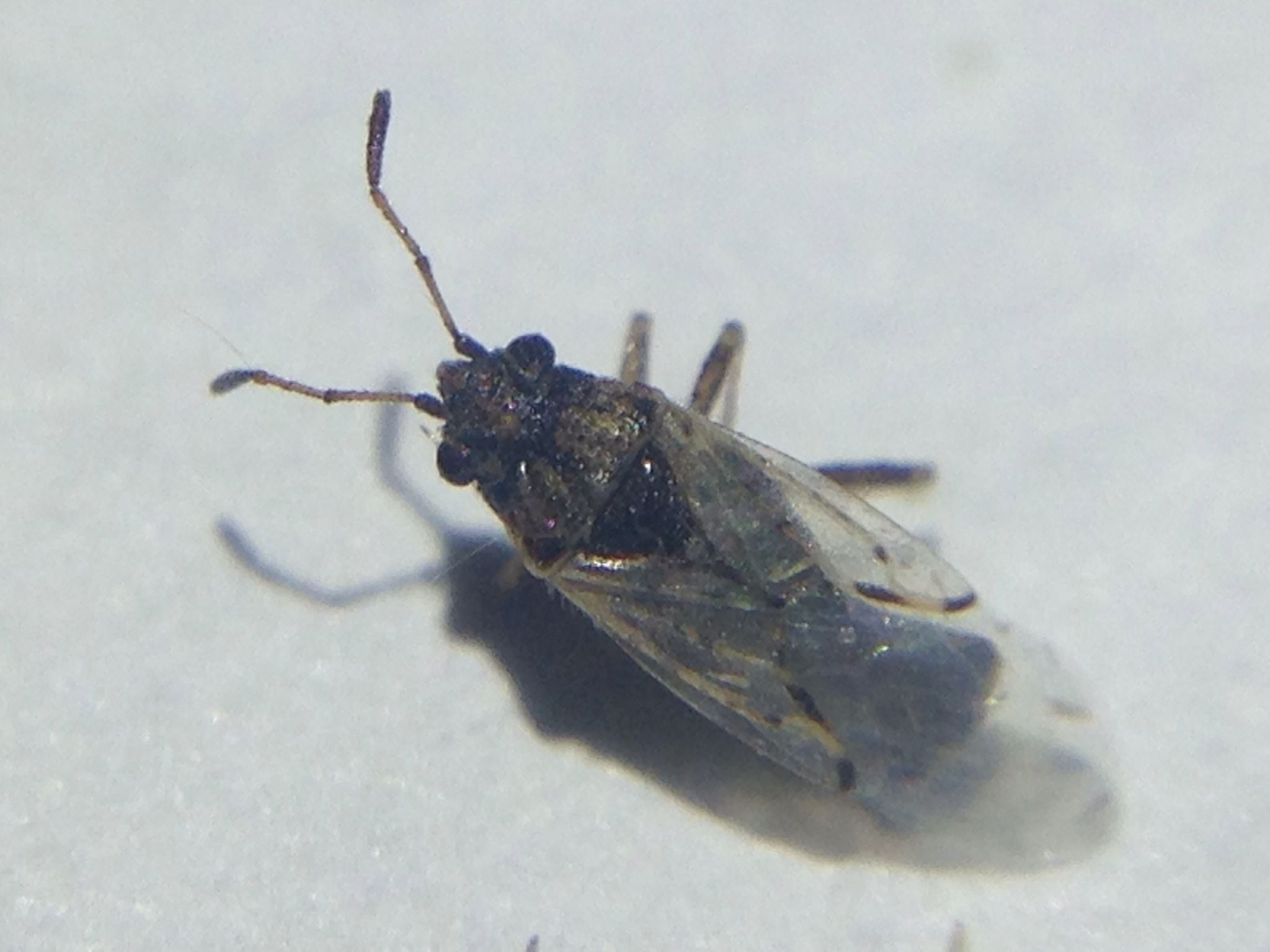 Nysius raphanus