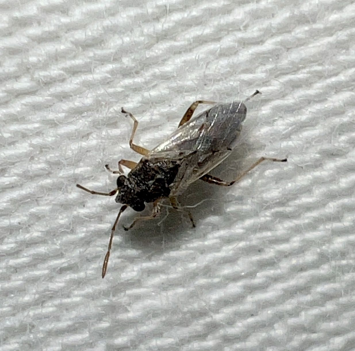 Nysius raphanus