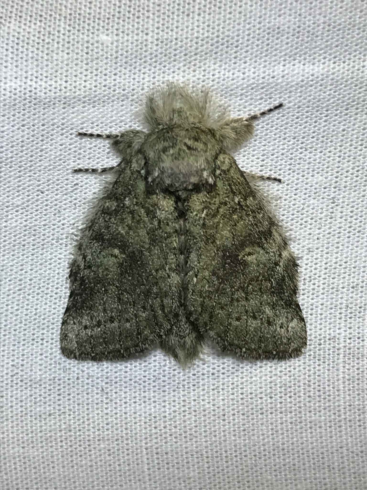 Heterocampa