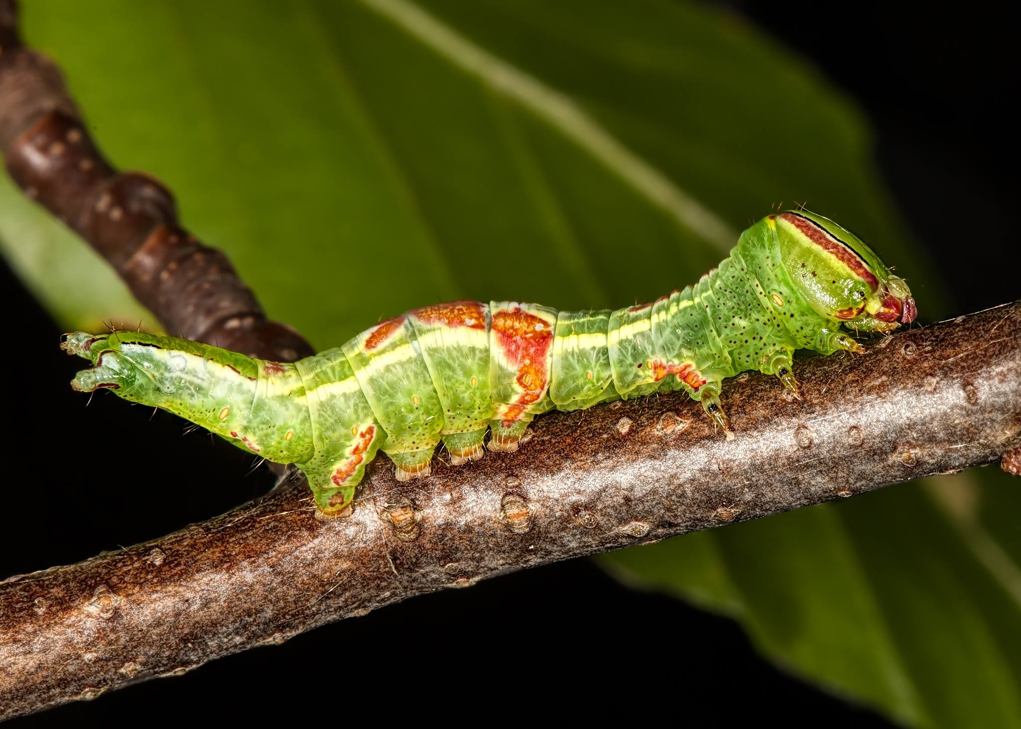 Heterocampa